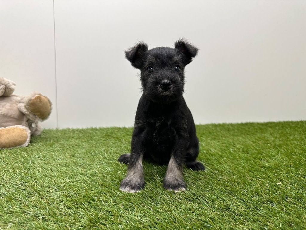 Nestje Dwergschnauzer, België, Overige rassen, CDV (hondenziekte), 8 tot 15 weken