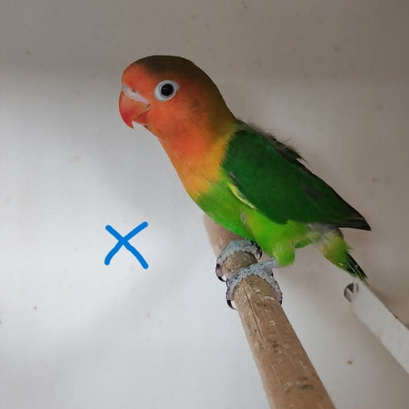 mooie jonge fischeri, Dieren en Toebehoren, Geslacht onbekend, Dwergpapegaai of Agapornis, Geringd
