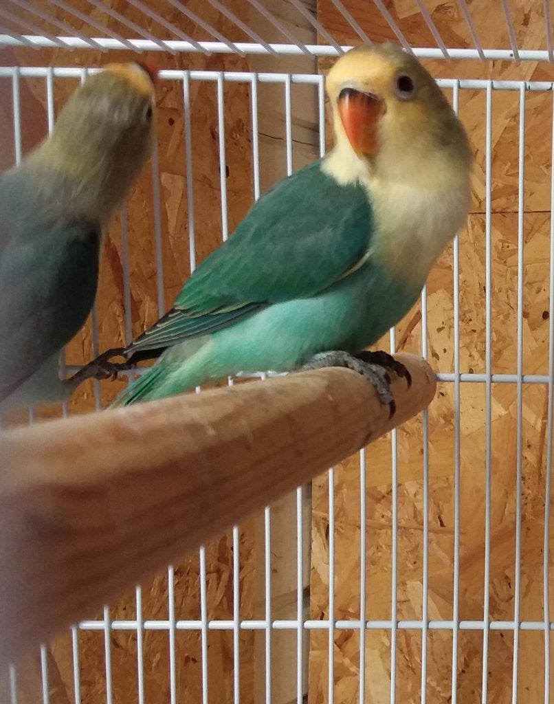 Agapornis Ficheries, Dieren en Toebehoren, Geslacht onbekend, Dwergpapegaai of Agapornis