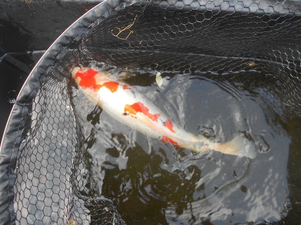 koi
