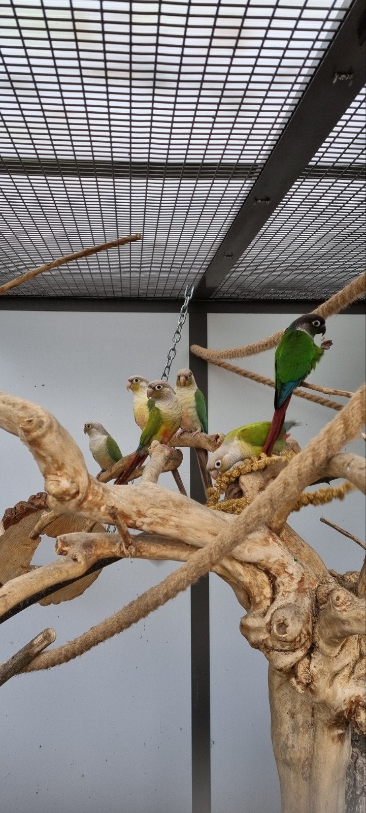 couples de conure molinae