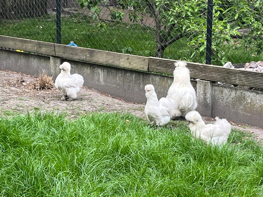 Zijdehoen Groepje, Plusieurs animaux, Poule ou poulet