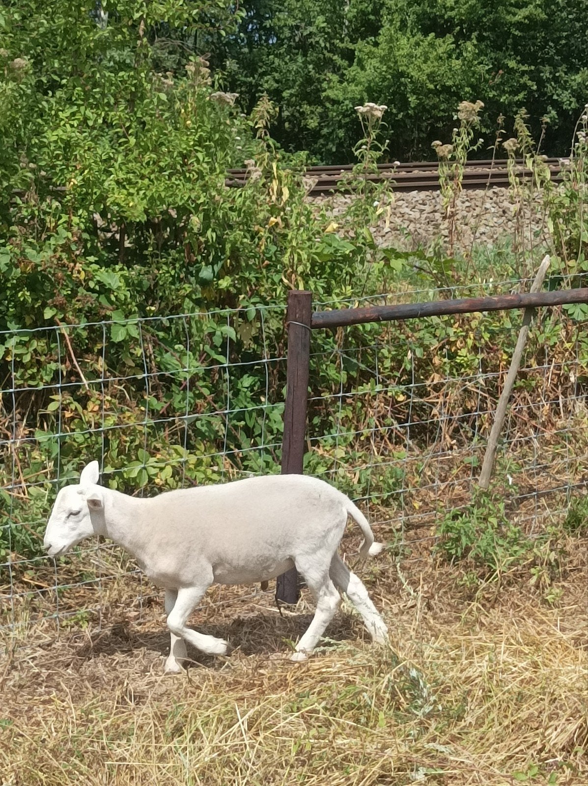 ramlammeren, Dieren en Toebehoren