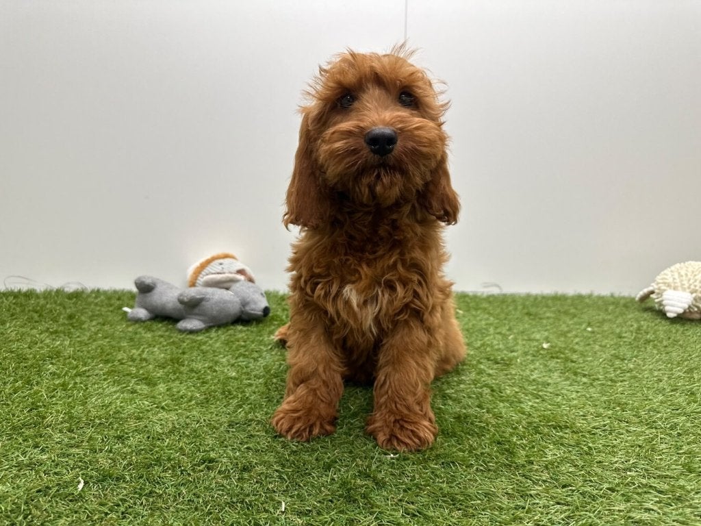 Cockapoo pups (F1), Dieren en Toebehoren, België, Overige rassen, 8 tot 15 weken, CDV (hondenziekte)