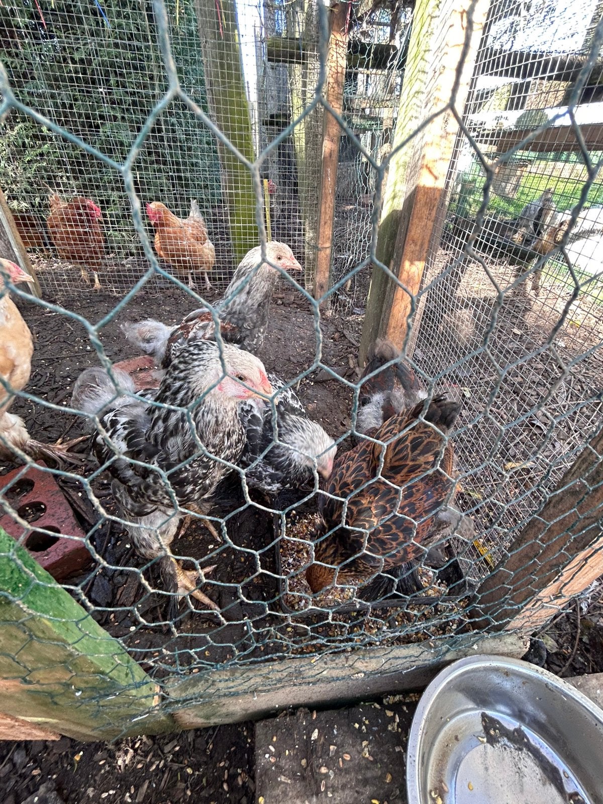 Poussins Brahma, Animaux & Accessoires, Plusieurs animaux, Poule ou poulet