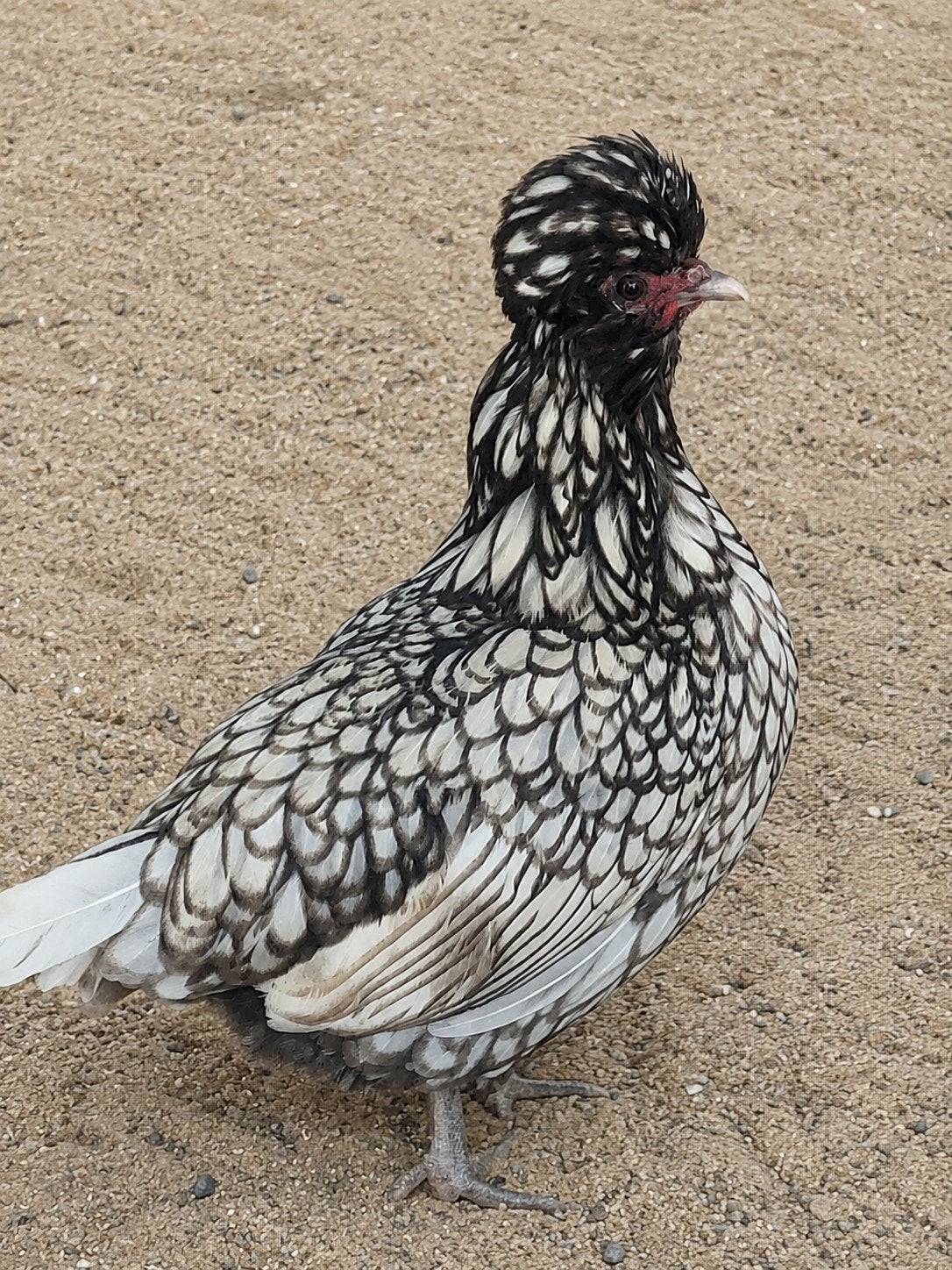 Padua hennen, Dieren en Toebehoren