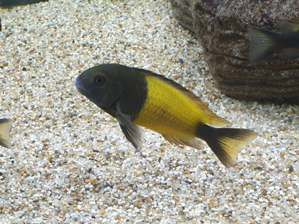 Tropheus moori kweekgroep ikola, Animaux & Accessoires, Poisson, Poisson d'eau douce, Banc de poissons