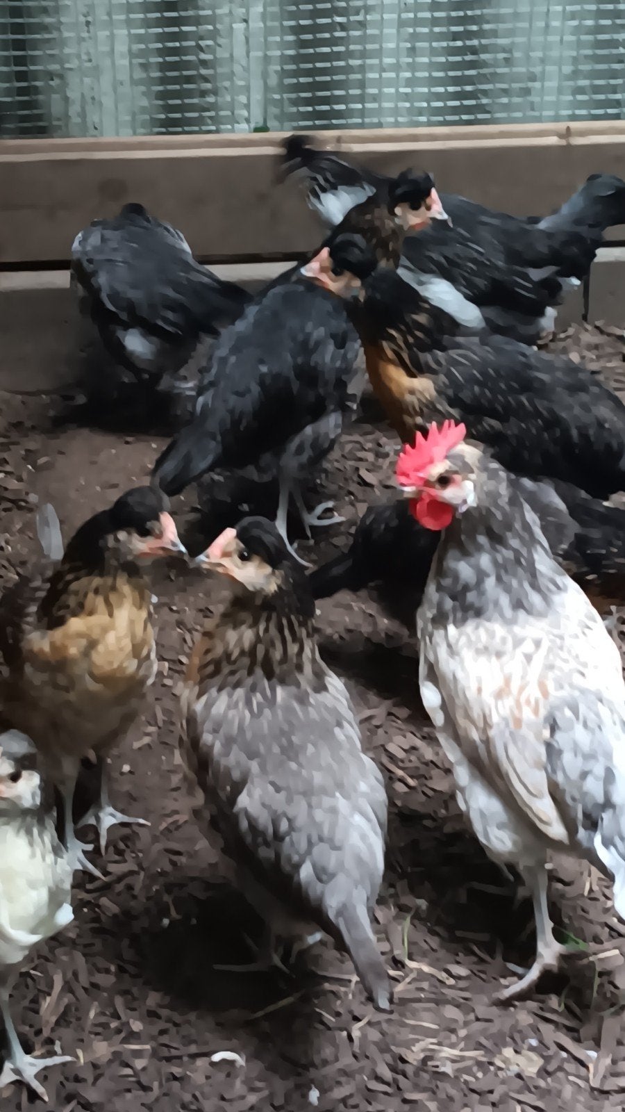 Brabants hoen., Dieren en Toebehoren, Pluimvee
