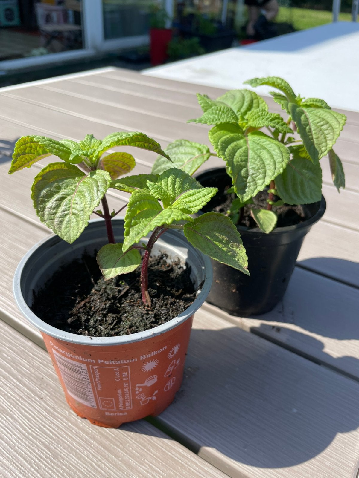 Lot de 2 plants de Shiso vert (basilic japonais). 4 tiges., Tuin en Terras, Planten | Tuinplanten, Ophalen, Bloeit niet, Vaste plant