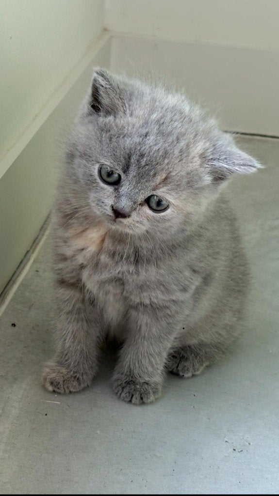 Britse Korthaar kittens met afstammingsbewijs, Plusieurs animaux, Vermifugé, 0 à 2 ans