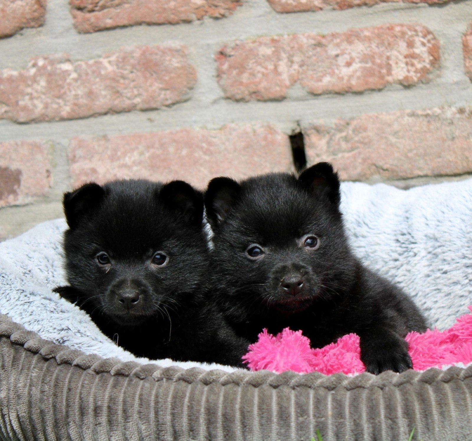 Schipperke puppy, Dieren en Toebehoren, Honden | Herdershonden en Veedrijvers, Parvo, België, Fokker | Hobbymatig, Reu