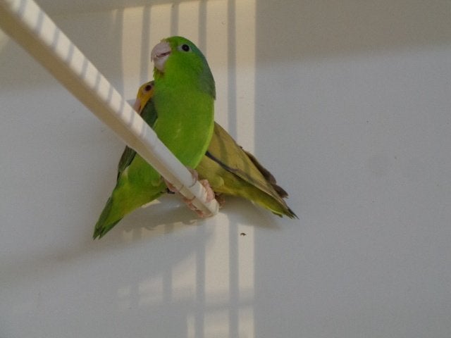 forpussen   fallow, Bagué