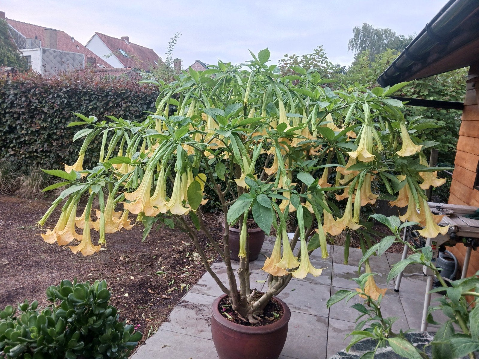 brugmansia geel en wit ongeveer  4 jaar oud, Enlèvement ou Envoi