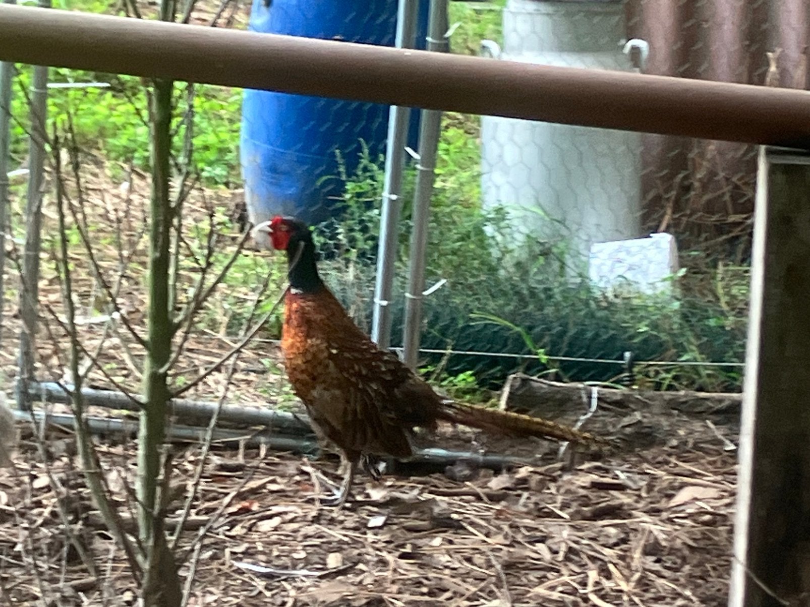Fazanten haan, Dieren en Toebehoren, Mannelijk, Geringd