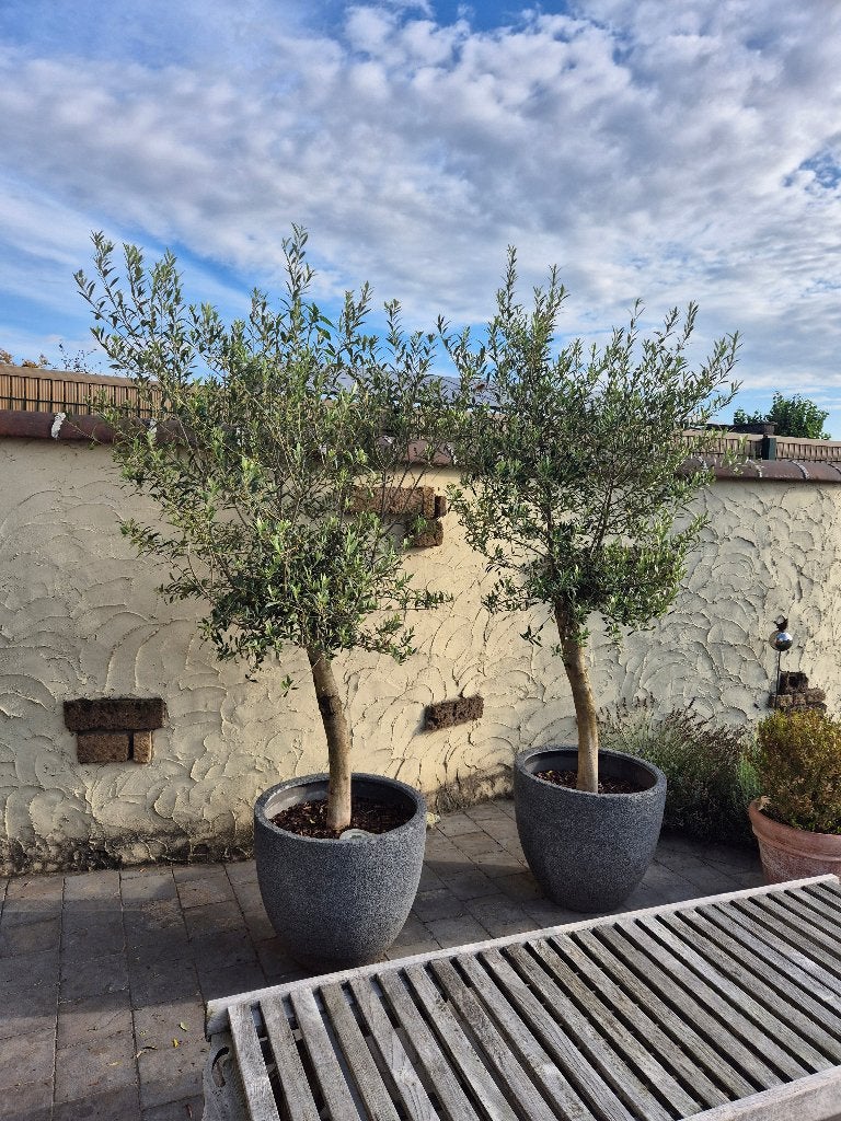 Set van 2 olijfbomen inclusief pot (€ 225 / stuk), Tuin en Terras, Planten | Bomen, Ophalen, In pot, Olijfboom, 100 tot 250 cm