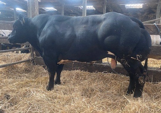 Hitzwarte zeer lange ingeschreven dekstier, Dieren en Toebehoren, Runderen, Mannelijk, 0 tot 2 jaar