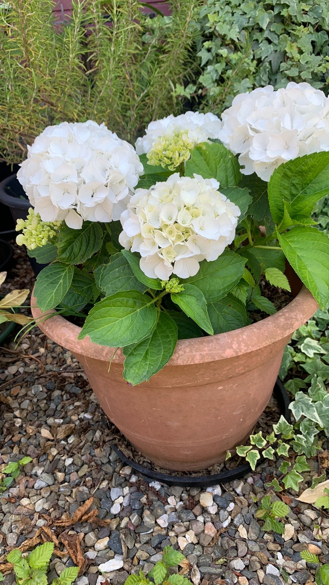 witte boerenhortensia Hydrangea macrophylla),in plasric pot, Tuin en Terras, Ophalen