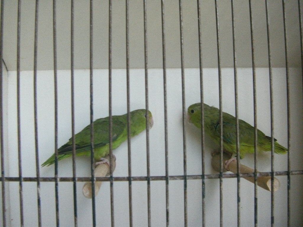 Sperlingen misty, Dieren en Toebehoren, Vogels | Overige Vogels, Meerdere dieren, Tropenvogel, Geringd