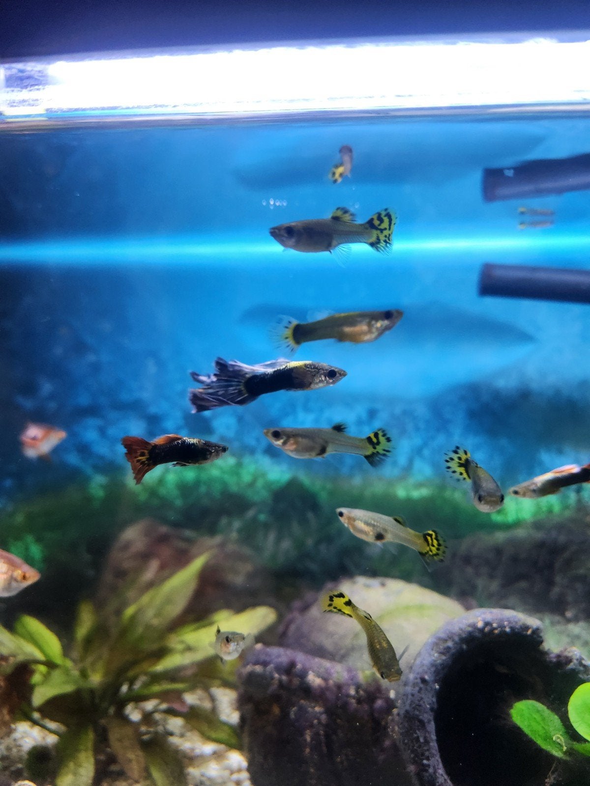 guppy's, blauw, geel oranje, Vis, Zoetwatervis