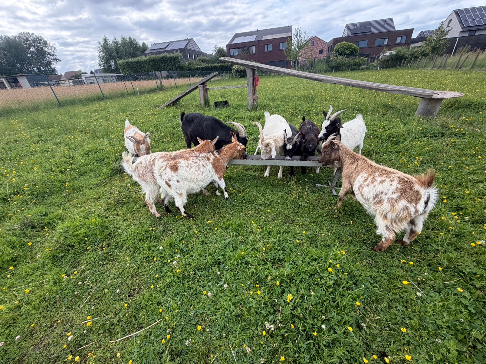 Dwerggeitjes te koop, Chèvre