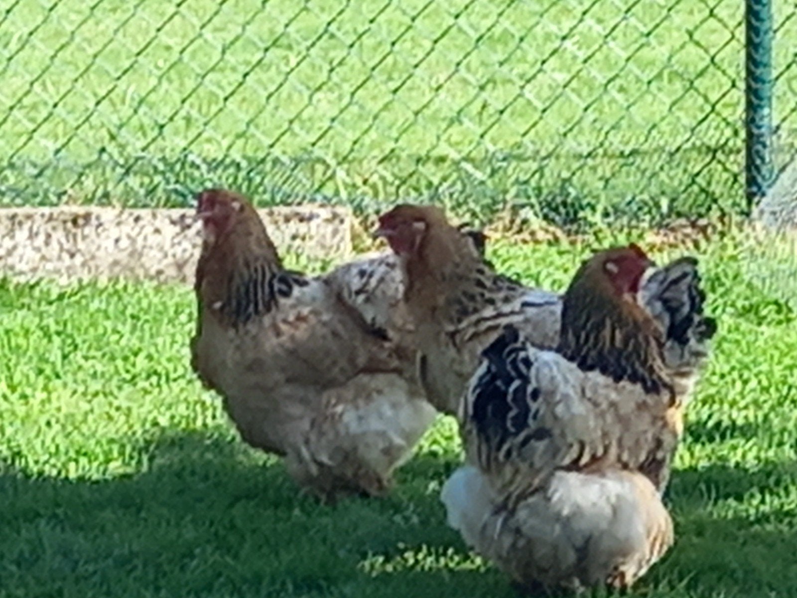 Brahma kippen, Dieren en Toebehoren