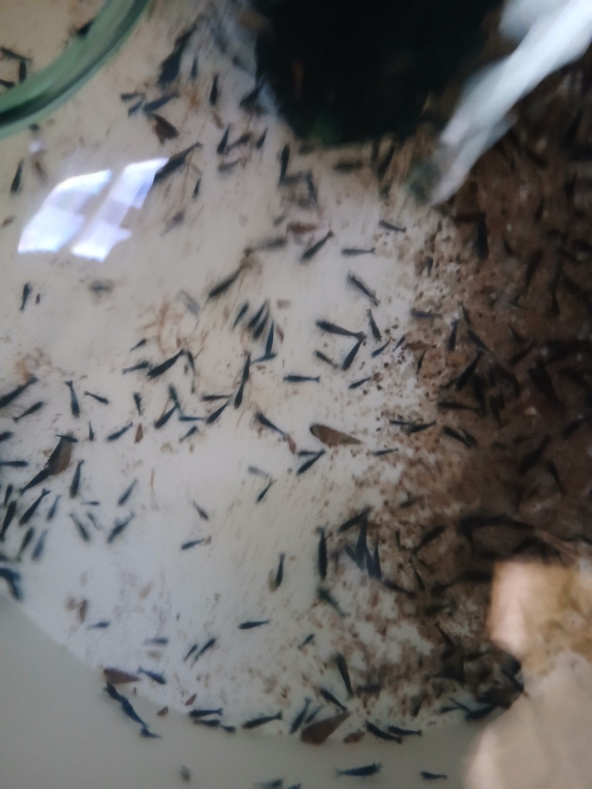 Blauwe Neocardina garnalen, Dieren en Toebehoren, Kreeft, Krab of Garnaal, Zoetwatervis, Schoolvis