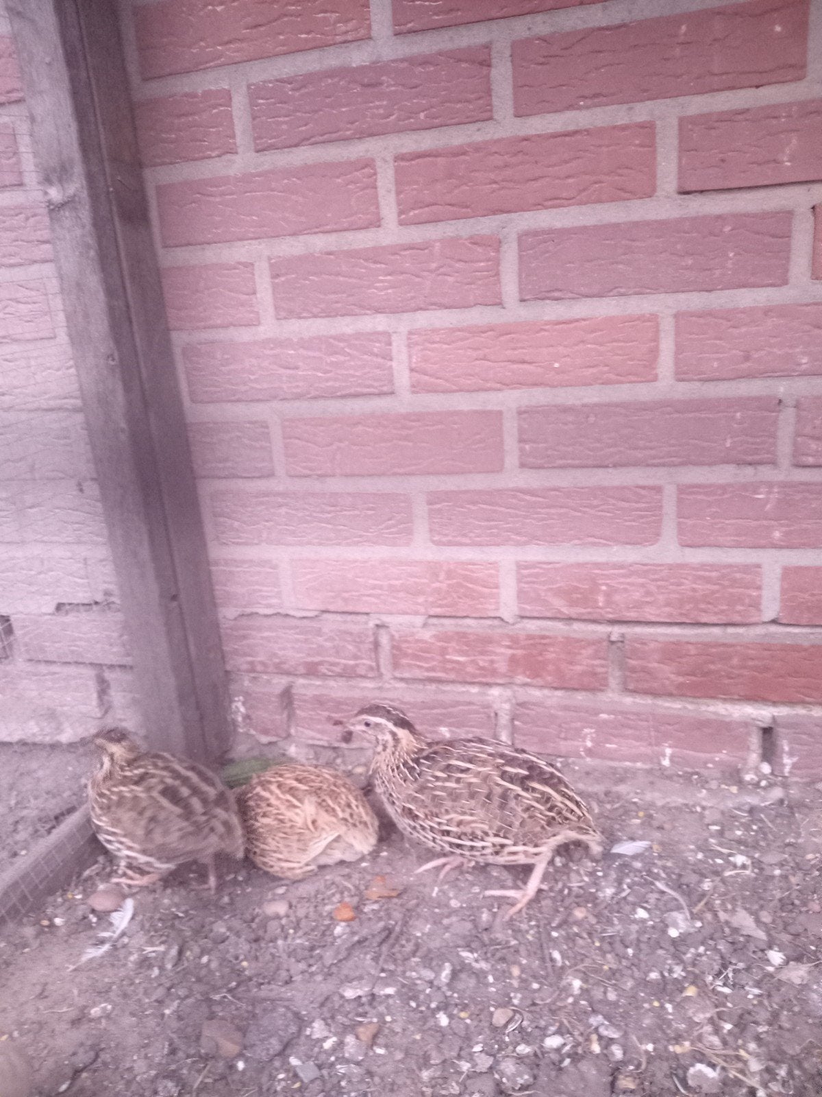 kwartels, Dieren en Toebehoren, Vogels | Overige Vogels