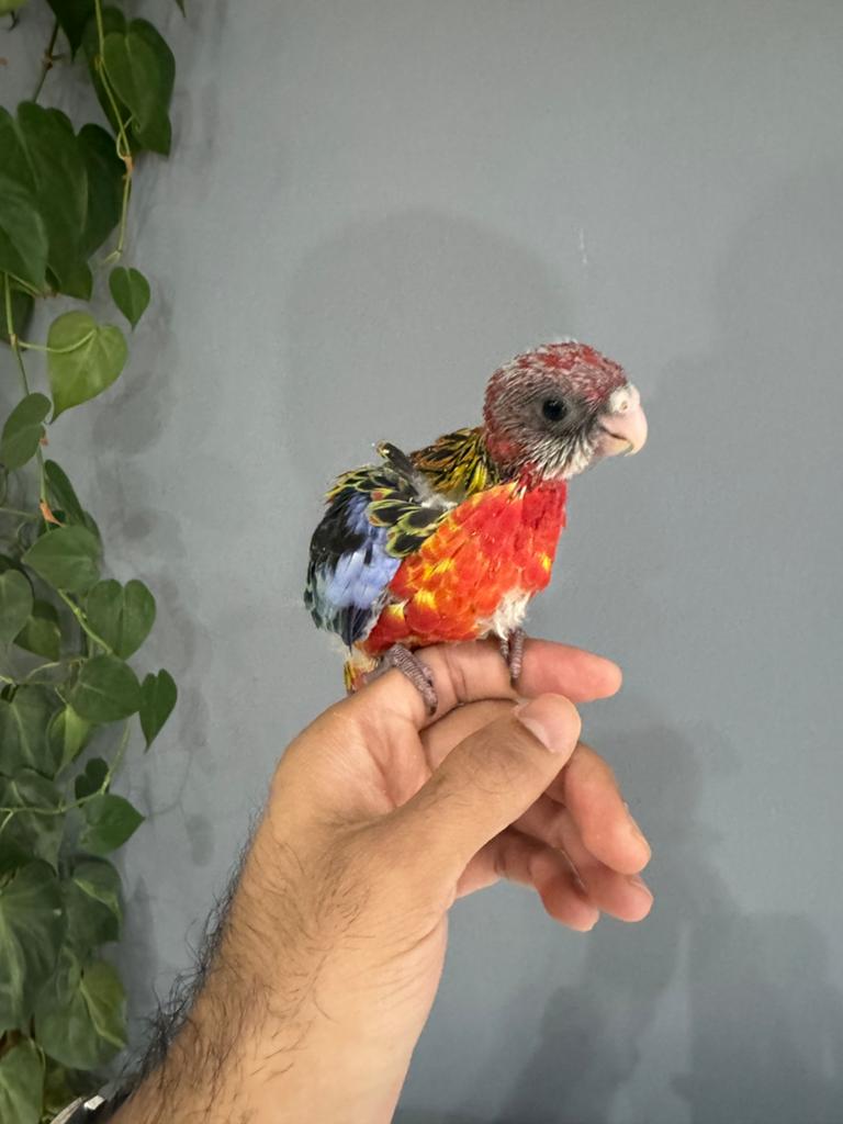 Rosella baby EAM, Dieren en Toebehoren