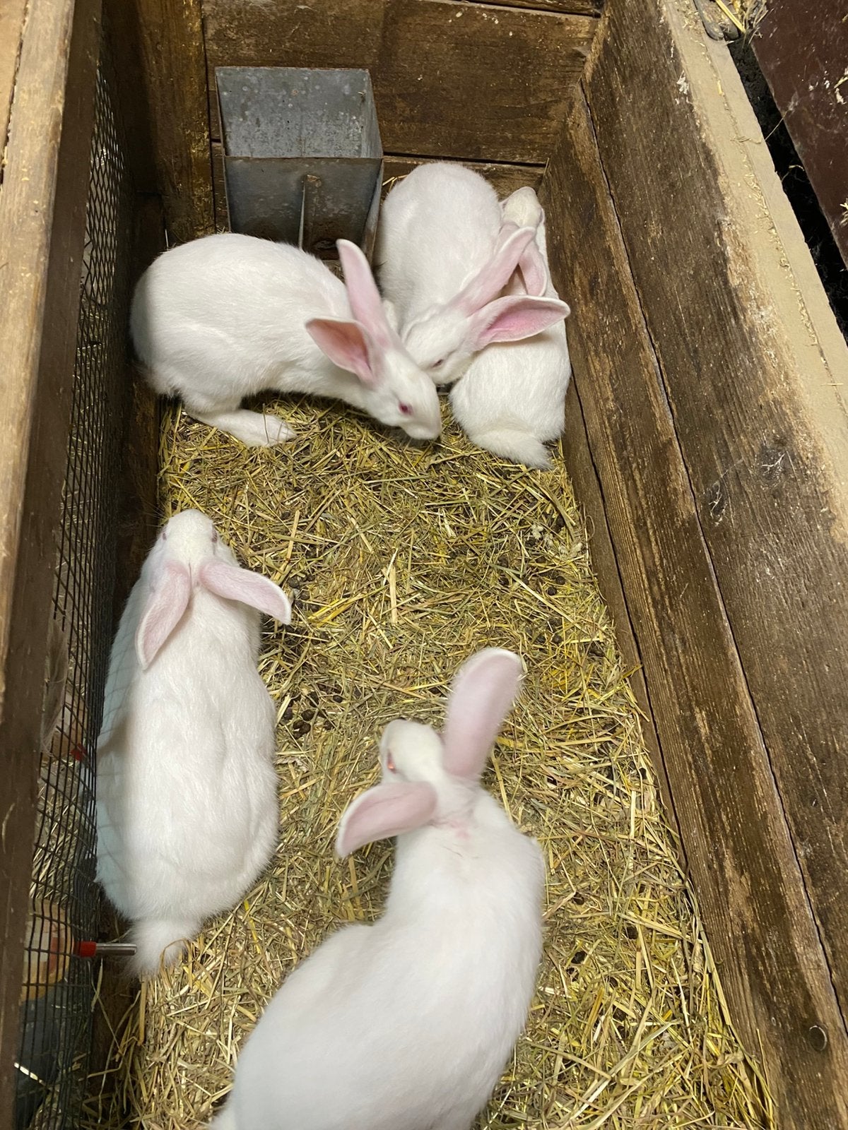 Witte van dendermonde, Meerdere dieren, Groot, 0 tot 2 jaar
