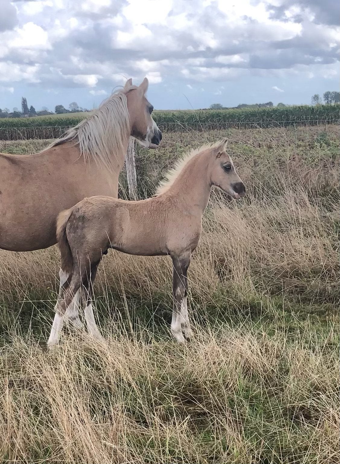 Palomino Welsh sectie B hengstenveulen, Dieren en Toebehoren, Pony's, Met stamboom, Niet van toepassing, 0 tot 2 jaar, Hengst