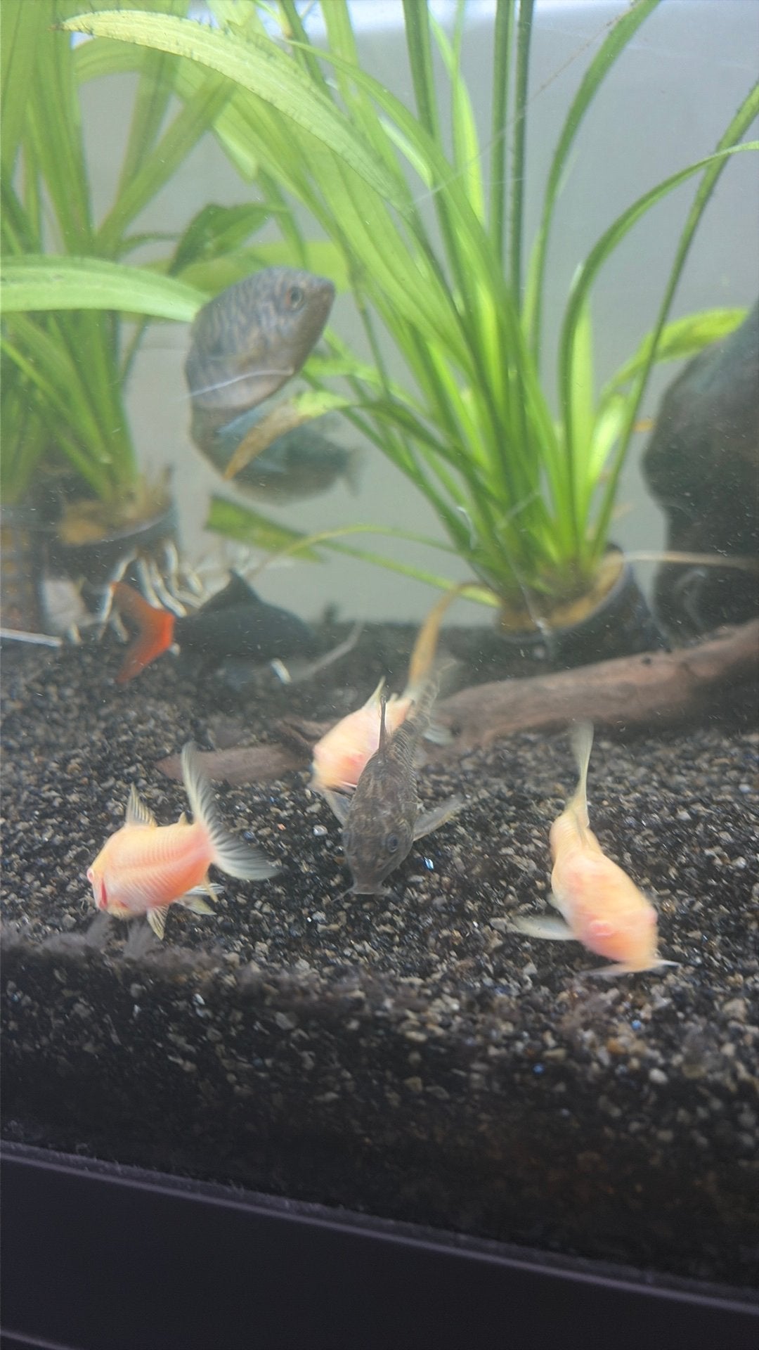 Groep 4 corydoras, Dieren en Toebehoren, Vis, Zoetwatervis, Schoolvis
