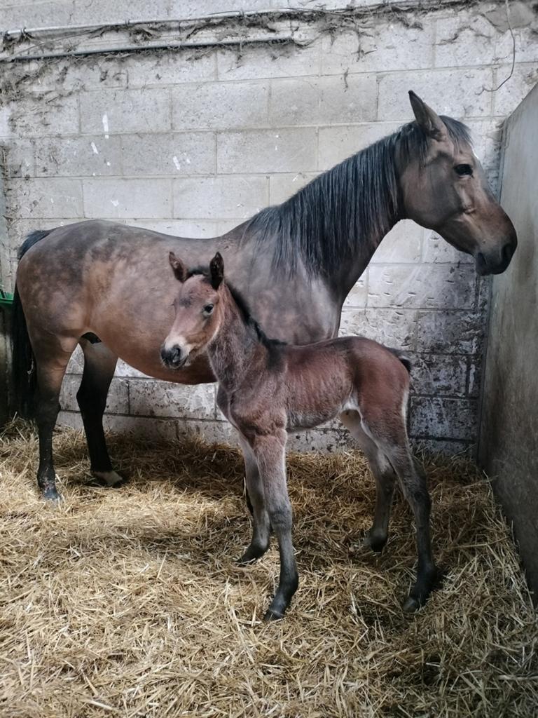 Veulens zoeken een 🌟 thuis!, Dieren en Toebehoren, Springpaard, Met stamboom, 0 tot 2 jaar, Onbeleerd
