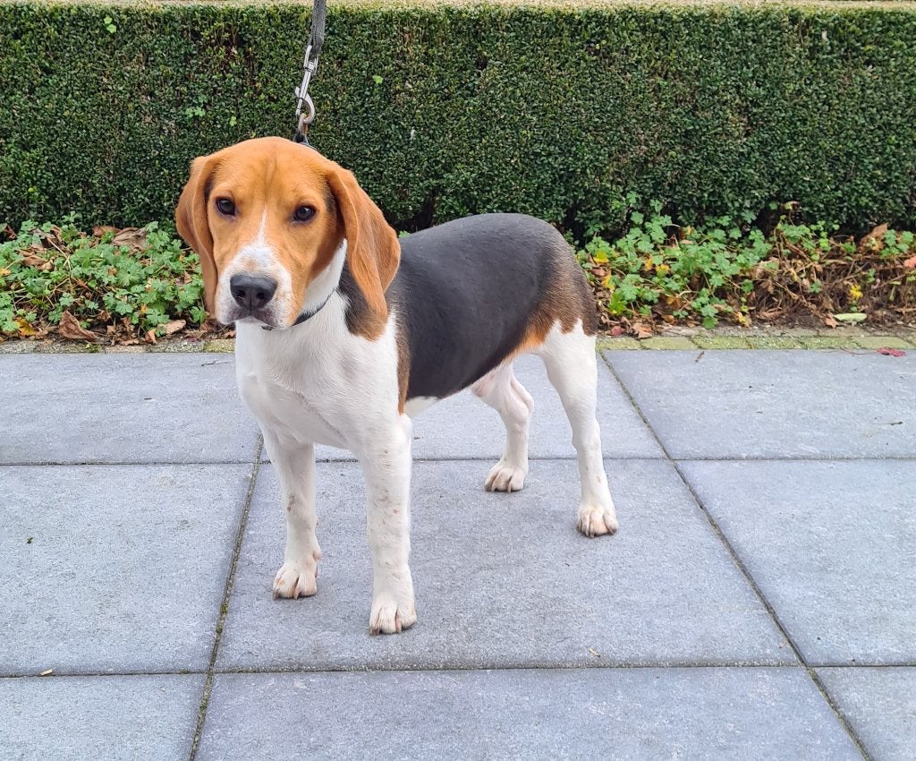 beagle pups, Dieren en Toebehoren, Honden | Beagles, Bassets en Lopende honden, België, Beagle, 15 weken tot 1 jaar, CDV (hondenziekte)