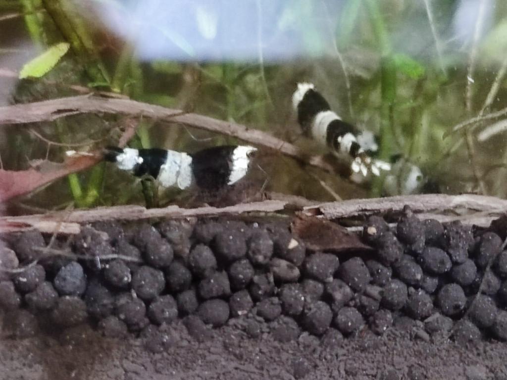 Crevettes Caridina Crystal black, Dieren en Toebehoren, Januari, Geslacht onbekend
