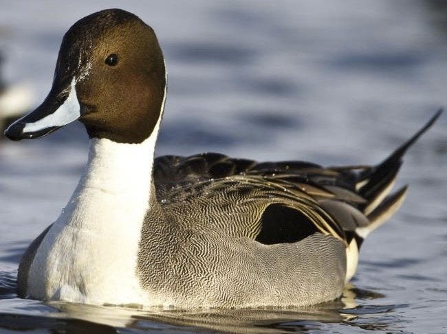 Europese pijlstaarten jonge, Meerdere dieren, Eend
