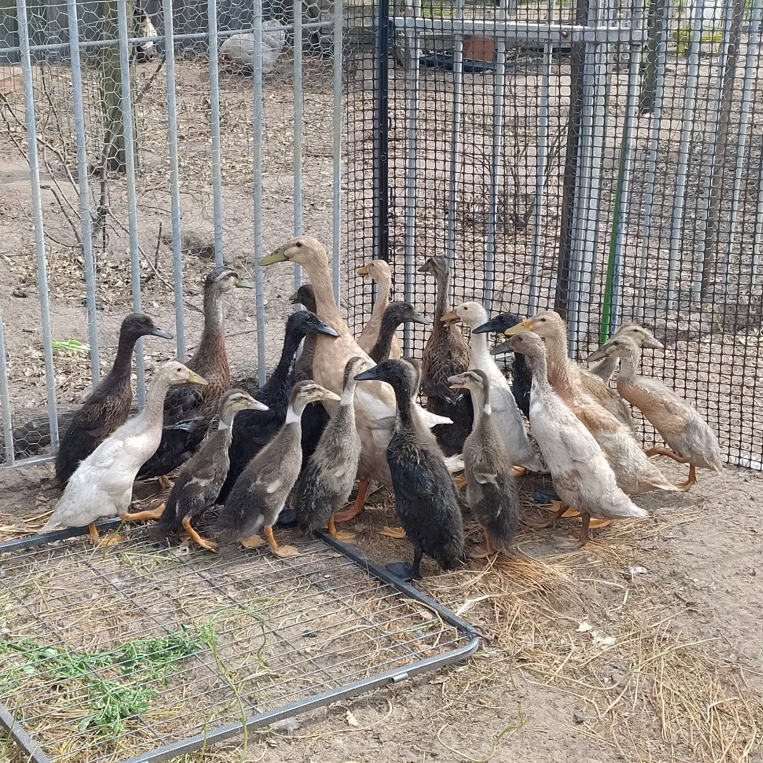Indische loopeenden, Dieren en Toebehoren, Pluimvee, Meerdere dieren, Eend