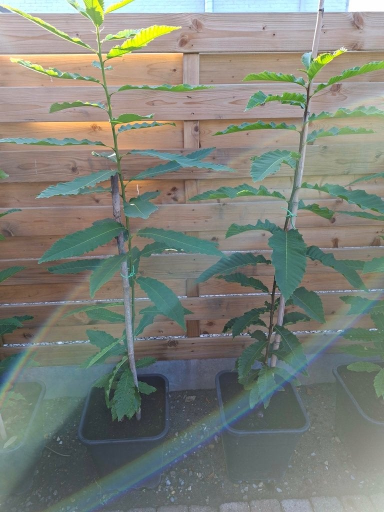 Tamme kastanje boompjes, Tuin en Terras, Planten | Bomen, Overige soorten, 100 tot 250 cm, Zomer, Ophalen