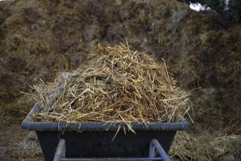 Paardenmest gratis, Tuin en Terras, Aarde en Mest, Ophalen, Mest