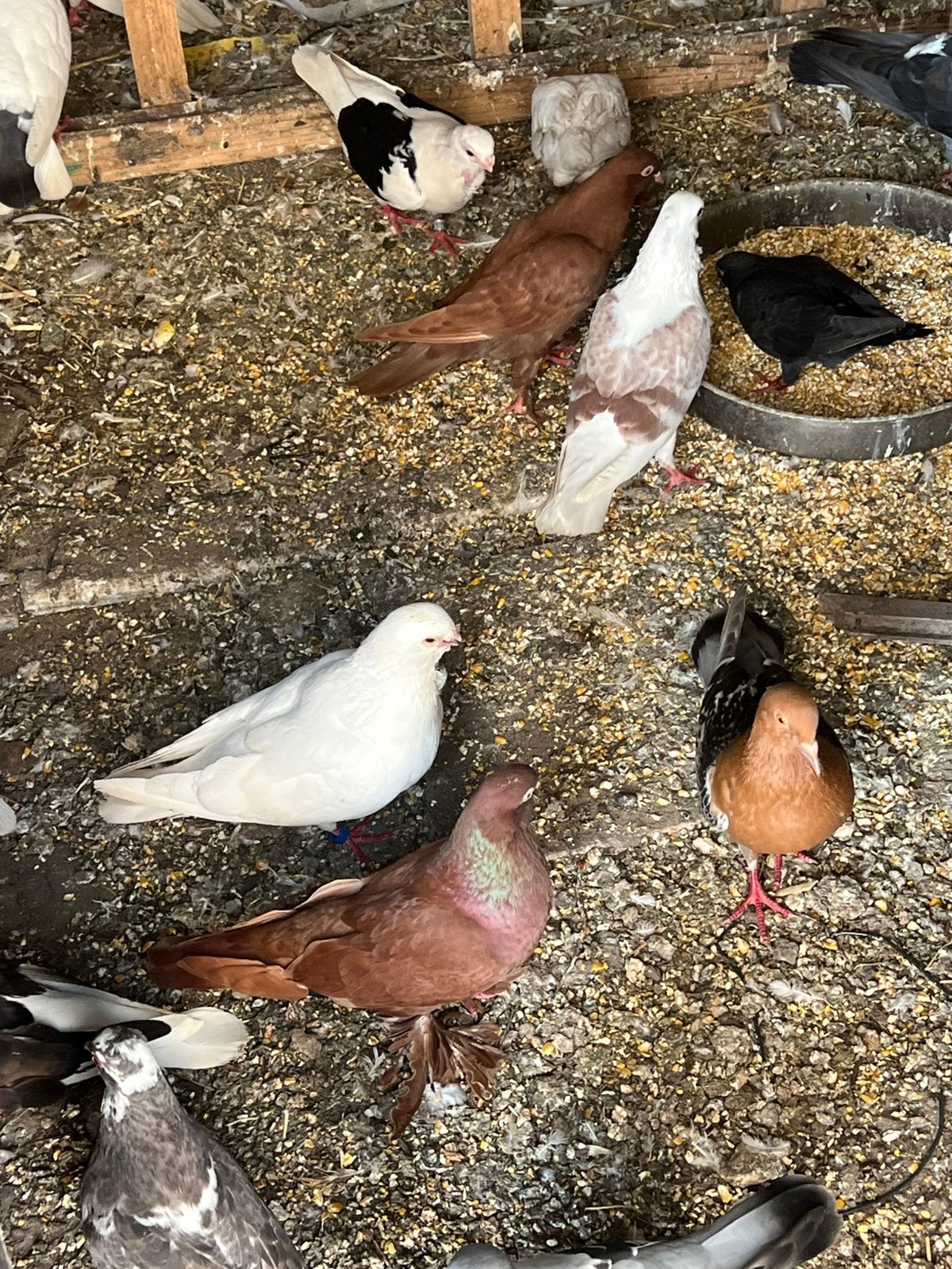 Duiven met Duiven Takla, prijs €50,  koppel alles te koop, Dieren en Toebehoren