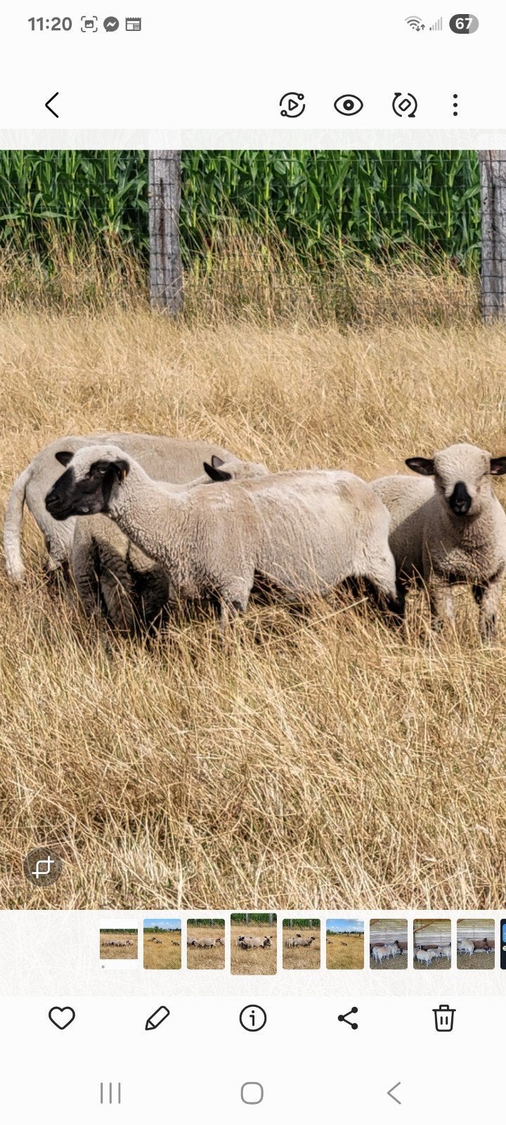 schapen, Femelle, Mouton