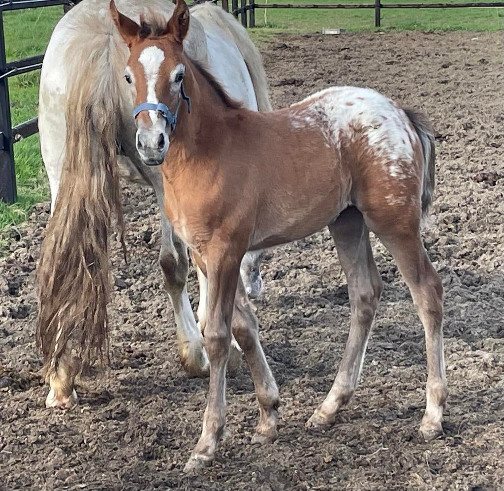 Appaloosa merrieveulen, Dieren en Toebehoren