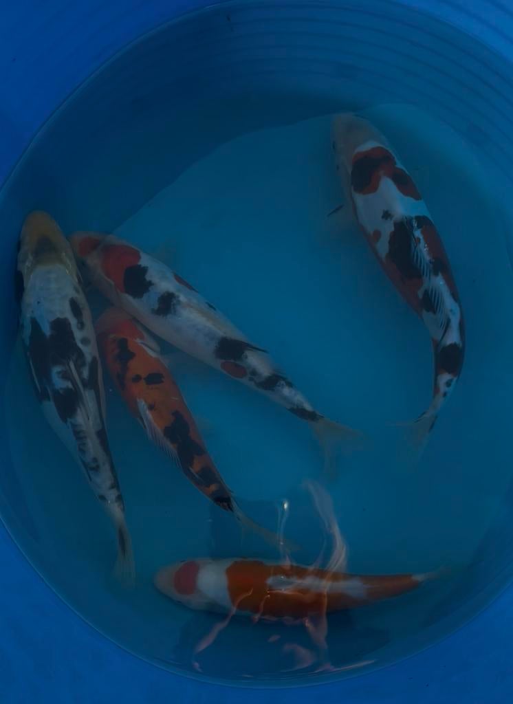Japanse koi 20-25 cm, Karper of Koi