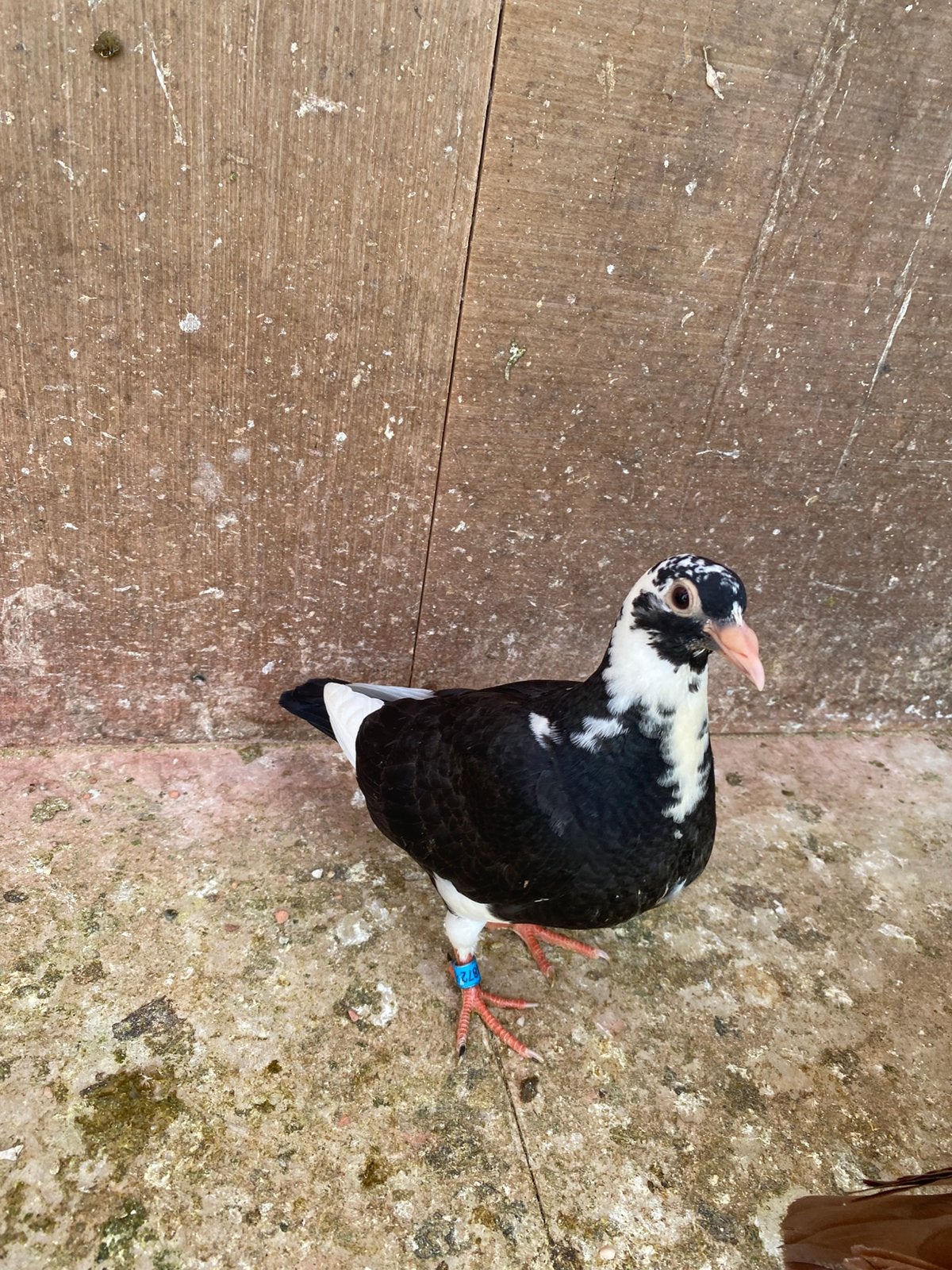 Zwart bond jong, Dieren en Toebehoren, Vogels | Duiven, Geslacht onbekend, Postduif