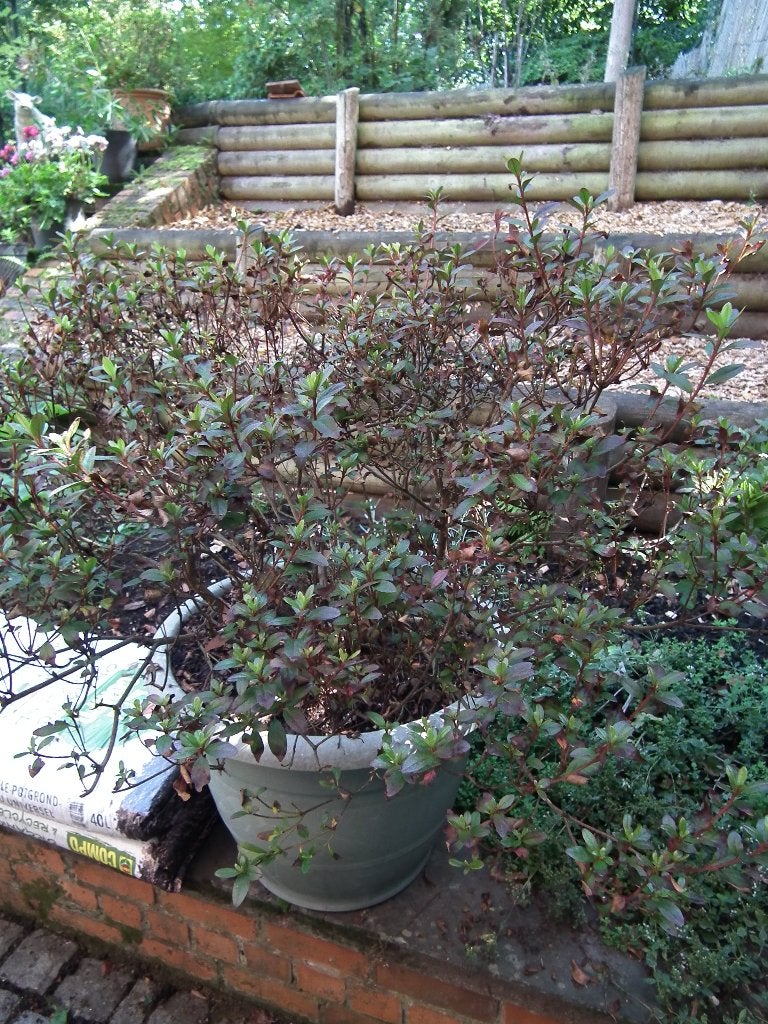 Azalée Japonica "Madame Galle" H: 1 mètre (avec le pot), Enlèvement, Autres espèces, Arbuste, 100 à 250 cm