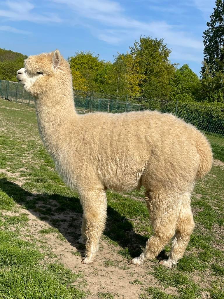 Prachtige jonge stamboek-alpaca merrie te koop, Octobre, Femelle