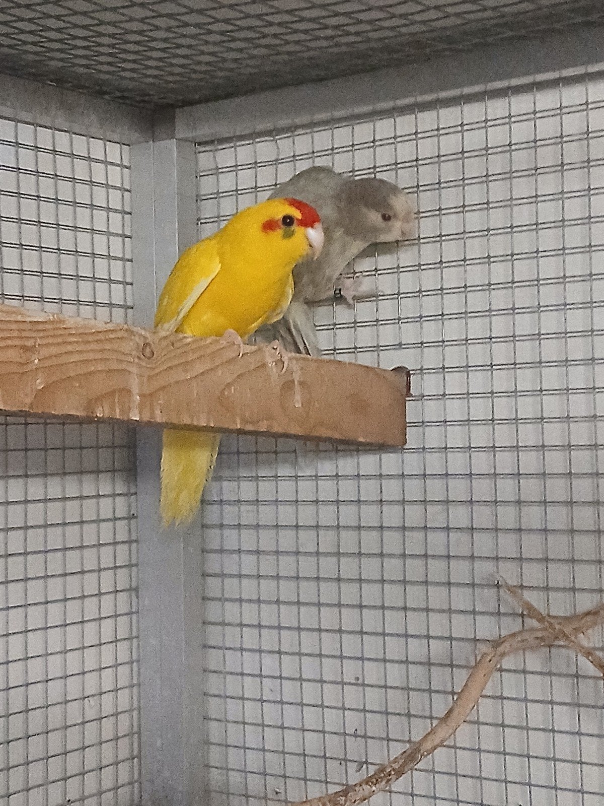 Kakariki  15 euro st  1 man   de geele, Dieren en Toebehoren, Vogels | Parkieten en Papegaaien