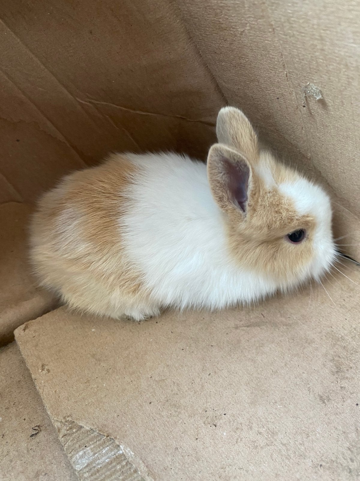 Lapin tête de lion, Animaux & Accessoires, Sexe inconnu, Nain, 0 à 2 ans