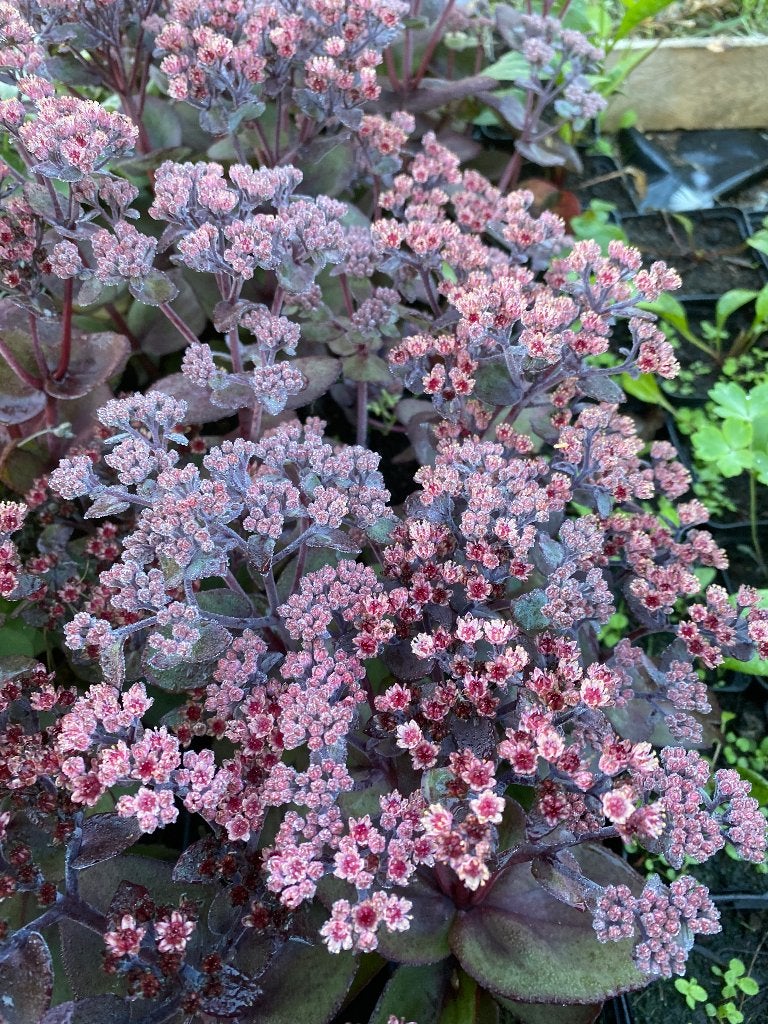 Sedum Black, extrémité noire, Jardin & Terrasse, Enlèvement