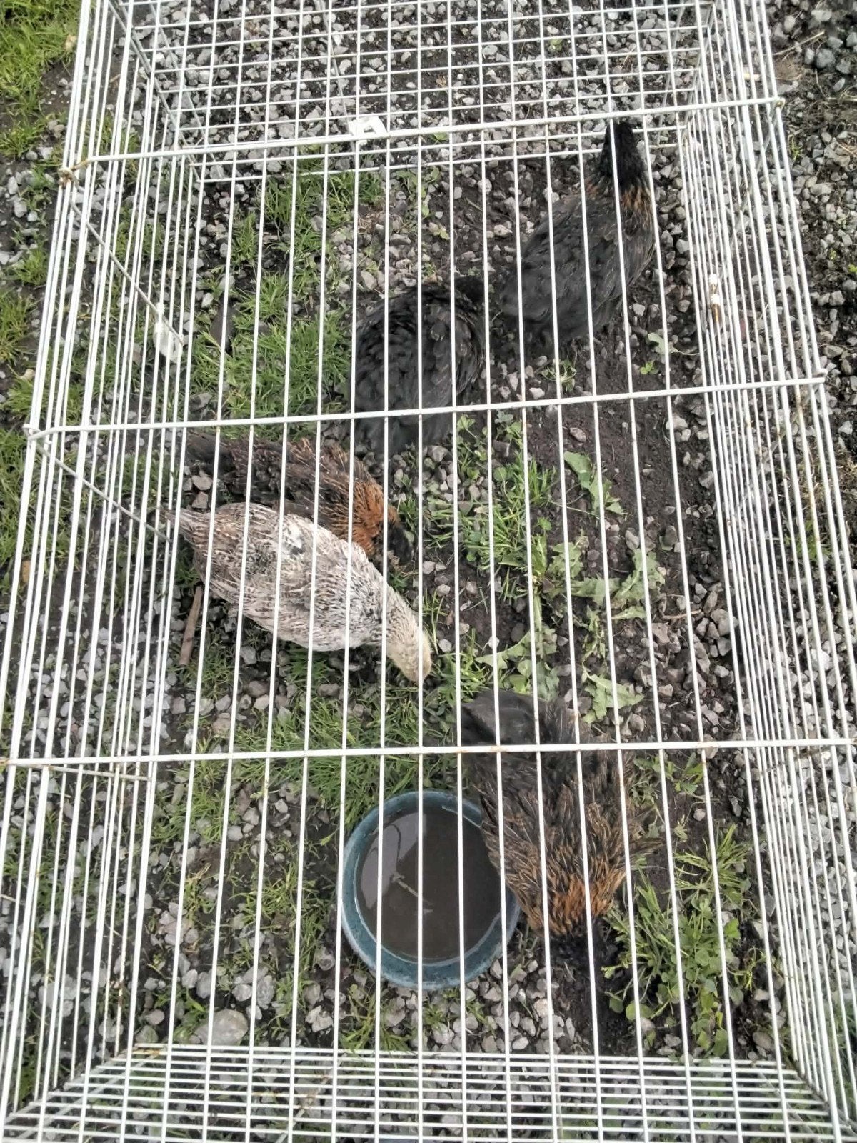 Poules pondeuses, Animaux & Accessoires