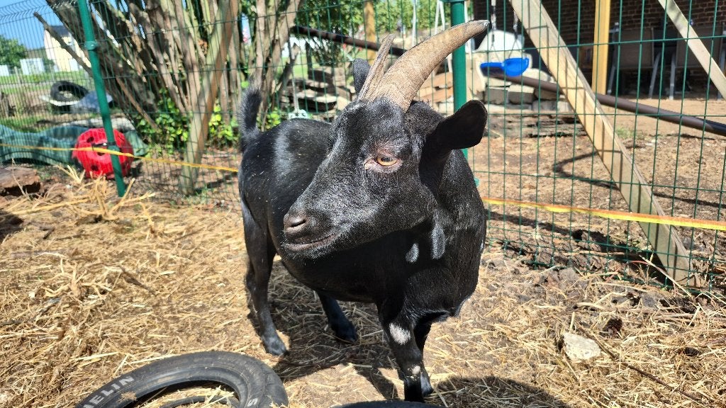 2 miekes en een gecastreerd bokje, Dieren en Toebehoren, Meerdere dieren, Geit, 3 tot 5 jaar